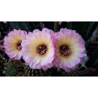 กระบองเพชร 🌵🌵หน่อเด็ดสดอิชินอพ echinopsis Gratitude  สีชมพูไส้ดำ ขนาด 2.5 - 3.5 ซม. ดอกดกมาก อิชินอปซิส  แคคตัส
