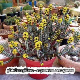 ยูโฟเบีย เอรูจิโนซา - euphorbia aeruginosa // 2-3ต้น*ต่อกระถาง // กระถาง 2นิ้ว แคคตัส กระบองเพชร | Utopia