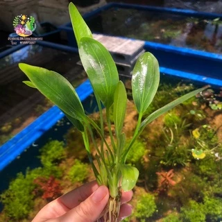 อเมซอนอุรุกวัย (ต้นเปล่า) 🌱🌱