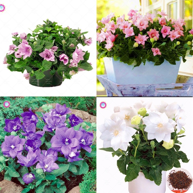 บอลลูน ( platycodon ) บ้านและสวน