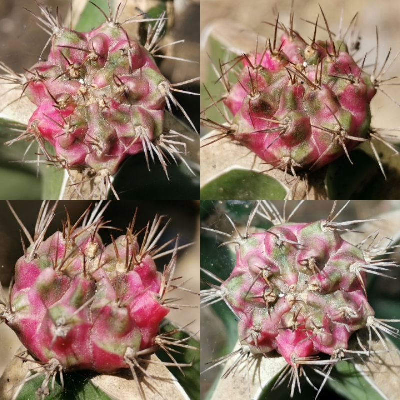 P15 -​ พิงค์​ไดมอนด์​ ไม้กราฟ Pink Diamond​ Cactus แคคตัส กระบองเพชร ไม้อวบน้ำ ไม้กราฟ ราคาถูก พิ้ง 