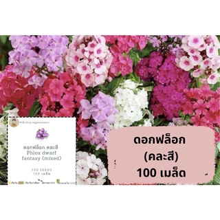 เมล็ดดอกไม้ฟล็อก คละสี phlox dwarf fantasy mix เมล็ดพันธ์ุดอกไม้ฟล็อก เมล็ดพันธ์ุดอกไม้