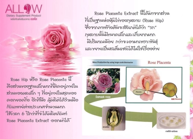 Allow สเต็มเซลล์รกกุหลาบจากญี่ปุ่น thumbnail 5
