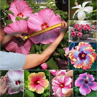 เมล็ดพันธุ์ดอกชบายักษ์ Hibiscus Mixes Seeds FL15