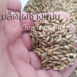 เมล็ดพันธุ์ไผ่ซางหม่น 35 เมล็ด 50 บาท/ 100 เมล็ด 100 บาท