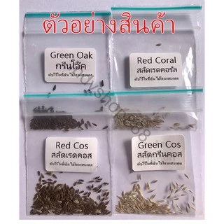 เมล็ดผักอินทรีย์ เมล็ดพันธุ์ผักสลัด เมล็ดผักสลัด 200-300 เมล็ด 20 บาท [10 แถม 1 คละได้]