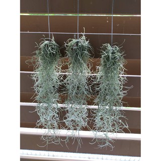 ไม้มหัศจรรย์ เคราฤาษี กรองฝุ่นpm2.5   Spanish moss