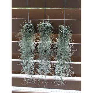 ไม้มหัศจรรย์ เคราฤาษี กรองฝุ่นpm2.5   Spanish moss