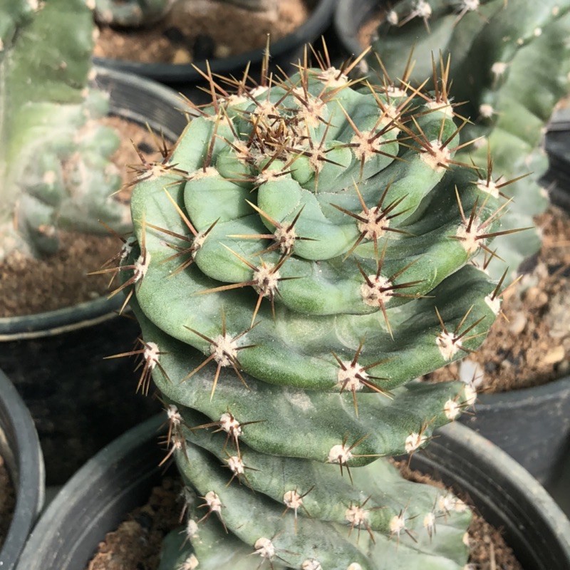 Cereus forbesii spiralis  เกลียวสว่านตัดสดแคคตัส กระบองเพชร