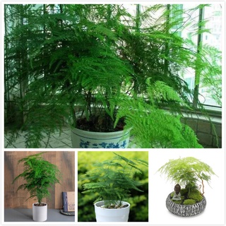 เมล็ดพันธุ์ หน่อไม้ฝรั่งเฟิร์นต้นไม้ Asparagus Fern Tree Seeds บรรจุ 50 เมล็ด เมล็ดพันธุ์แท้ ต้นไม้มงคล ต้นไม้ฟอกอากาศ