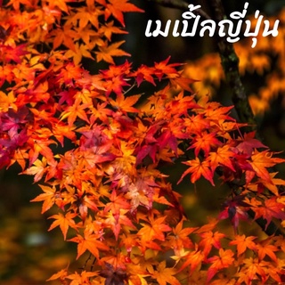 Maple Bonsai เมล็ดเมเปิ้ลแดง  เมเปิ้ลญี่ปุ่น บรรจุเมล็ด 20เมล็ด