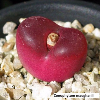 🍓Conophytum maughanii🍓 / 10 seeds 159.-