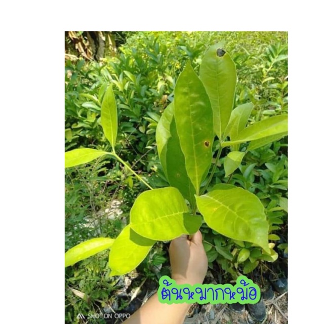 My Image 15