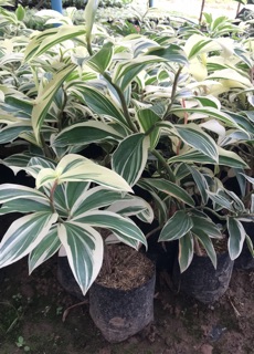 วาสนามหาสุข  เอื้องหมายนา (ไม่ด่าง/ด่าง) 🌿 Dracaena sp. (Variegated)