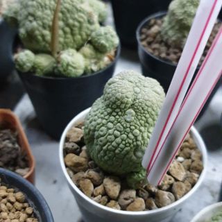 เมล็ดคางคกกลม pseudolithos