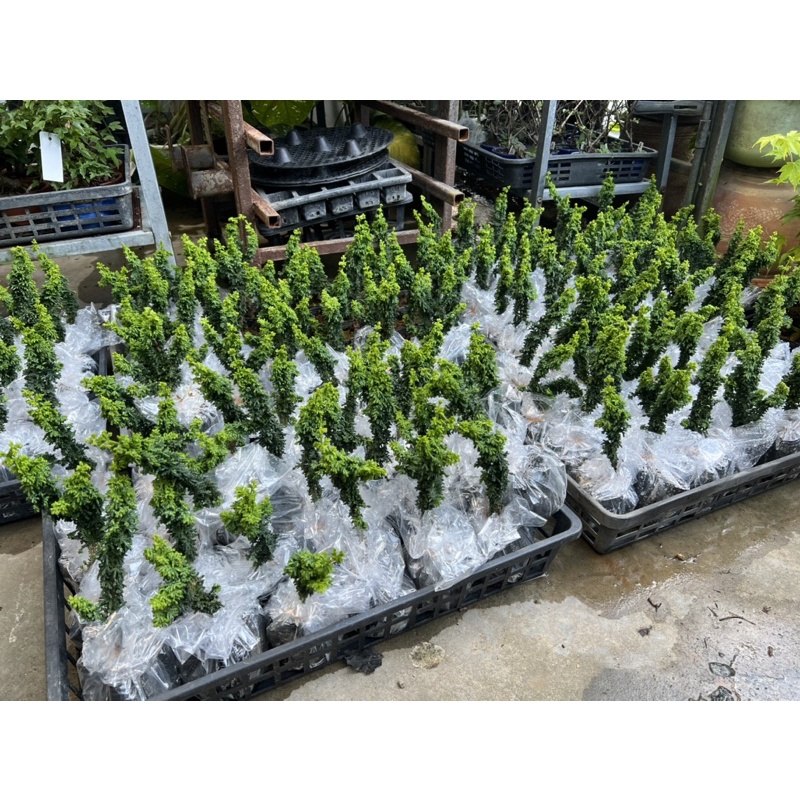 Sekka hinoki bonsai.