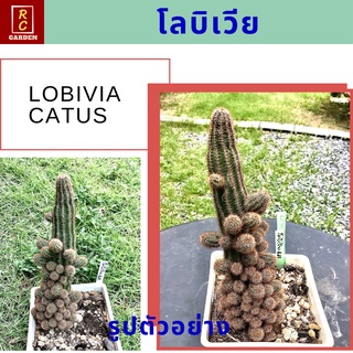 โลบิเวียแคคตัส (Lobivia catus) แคคตัส กระบองเพชร ส่งพร้อมกระถาง