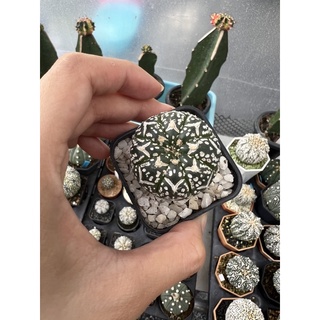 แอสโตรไฟตัม   (Astrophytum super  V 🌿 ไม้เมล็ดอายุ 1 ปีกว่า Size 4 ซม