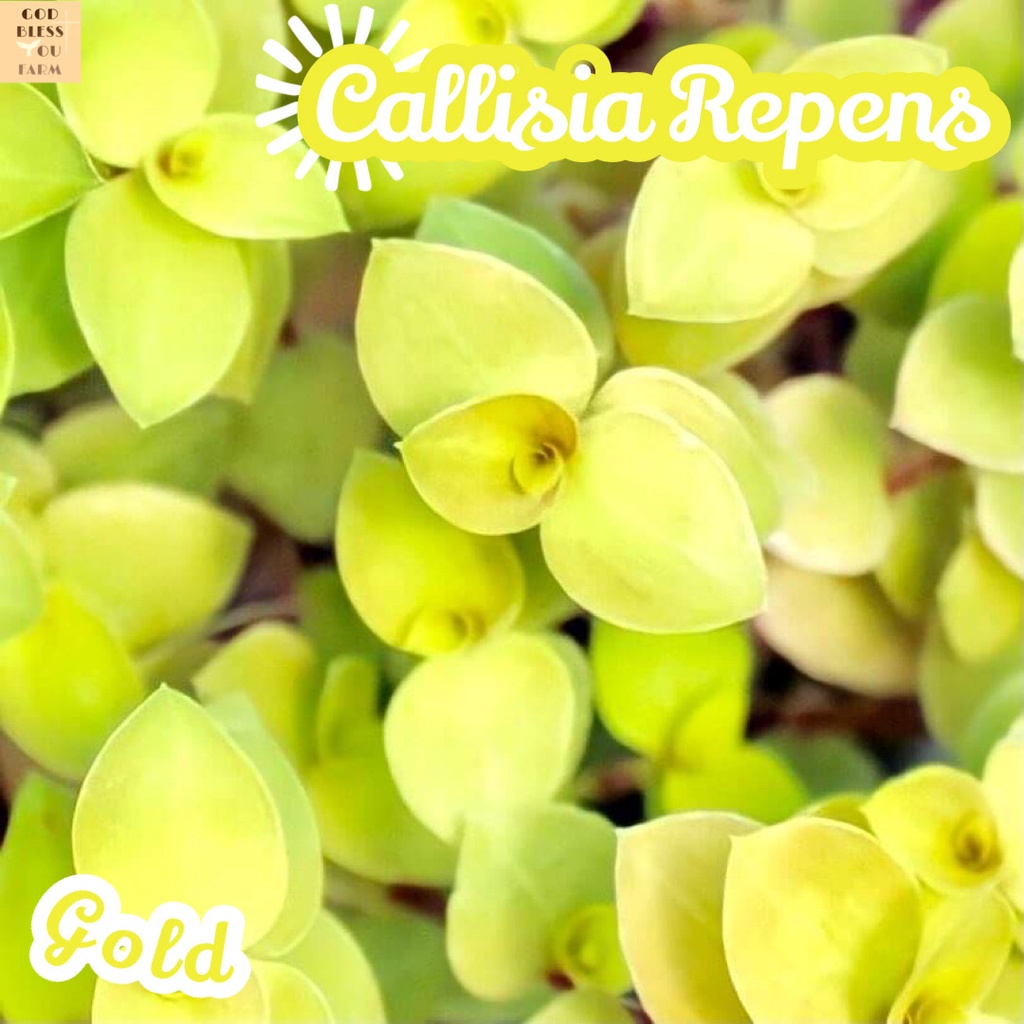 [ริบบิ้นชาลีสีทอง] Callisia Repens Gold ส่งพร้อมกระถาง แคคตัส Cactus Succulent Haworthia Euphorbia ไม้หายาก พืชอวบน้ำ
