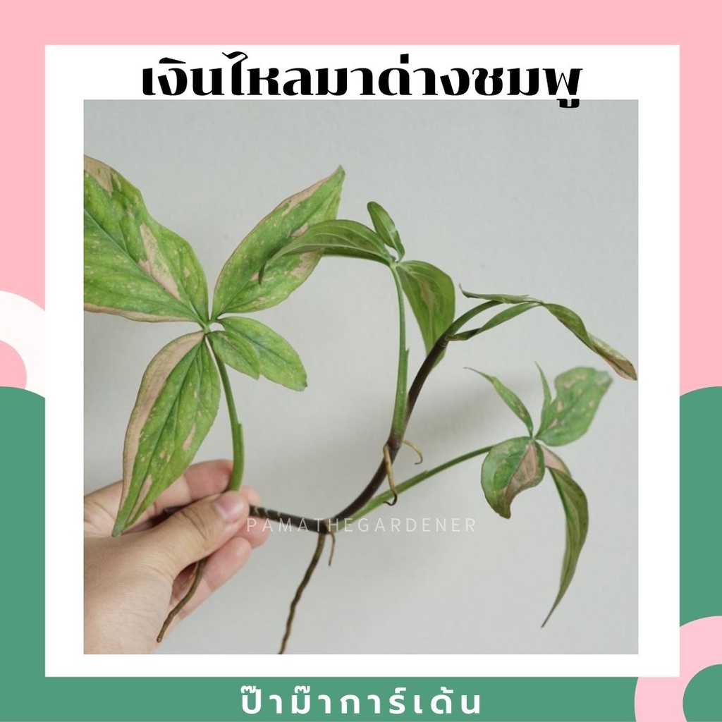 ต้นเงินไหลมาด่างชมพู จำนวน 1 กิ่ง สามารถนำไปเลี้ยงในน้ำได้ ต้นไม้ฟอกอากาศ รายละเอียด ต้นพลูด่างในกระถาง