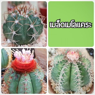 ❗ซื้อ3 ลด4%❗เมล็ด เมโลแคระ (Melocactus matazanus) 70 เมล็ด++