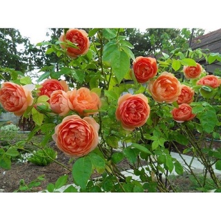 ถูก ใหม่ สายพันธุ์เมล็ดพันธุ์ กุหลาบเลื้อย สีส้ม (Climbing rose) บรรจุ 10 เมล็ด นำเข้า ของแท้ PZP8