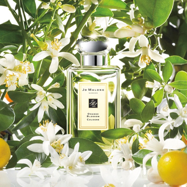 น้ำหอมฟีโรโมนกลิ่น Jo Malone Orange Blossom ความหอมหวานสดชื่นของดอกส้มชวนสัมผัส สาวน้อยไร้เดียงสาแสนซุกซนดุจดั่งต้องมนตร