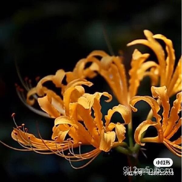 เมล็ดพันธุ์ seeds ☘️☘️☘️Ready Stock ของแท้100% 50เมล็ด/ซอง Brugmansia seed ฟอกอากาศ ไม้ดอก ชายชลบอนสี บอนสี บอนสีหายากสว