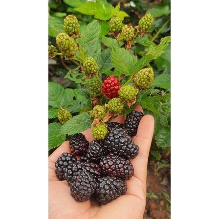 ต้นแบล็คเบอร์รี่​ Blackberry '' ขนาด 20-30 ซม.