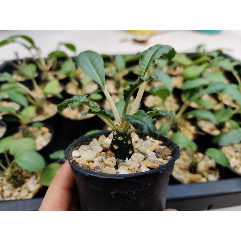 ราคา ไม้อวบน้ำ ต้นมะพร้าวทะเลทราย ดอร์ททีเนีย (Dorstenia) พ.ค. 2024