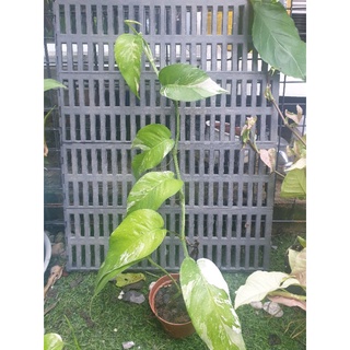 อิพิด่างขาว ใบฉีก Epipremnum Pinnatum Variegated 