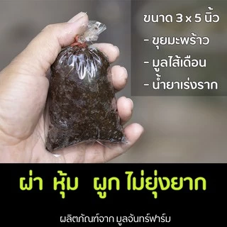 ตุ้มตอน กิ่งพันธุ์สำเร็จรูป ผสมน้ำยาเร่งราก มูลไส้เดือน รากงอกเร็ว (จำนวน 10 ตุ้ม) สะดวกในการใช้งาน