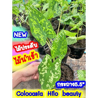 1 กระถาง บอนเสือพราน Colocasia Hilo beauty ไม้นำเข้า ส่งพร้อมกระถาง จัดส่งคละกระถางจากไทย