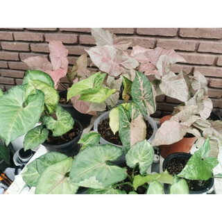 Syngonium T24 เงินไหลมา​ด่างขาว ออมเงิน​ พิงค์​สปอต​ พิงค์​เฟลค