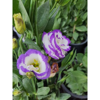 New กุหลาบไลเซนทัส Lisianthus  กุหลาบเวียดนาม กุหลาบไร้หนาบ กระถาง6 นิ้ว
 สีขาว ขอบ ม่วง