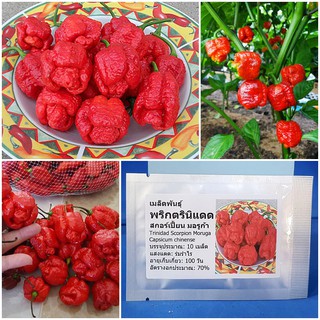 เมล็ดพันธุ์ พริกตรินิแดด สกอร์เปี้ยน มอรูก้า (Trinidad Scorpion Moruga Pepper Seed) บรรจุ 10 เมล็ด คุณภาพดี ของแท้ 100%