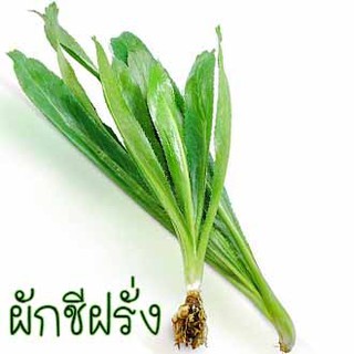 ผักชีฝรั่ง🎯ถูกที่สุด10บ.📌เมล็ดพันธุ์ ผักชีฝรั่ง 300 เมล็ด🎈งอกง่าย🌱โตไว☘️พุ่มใหญ่🌱ใบดก
