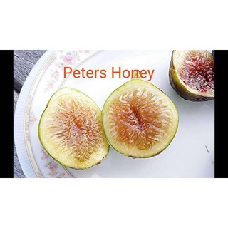 Fig ต้นมะเดื่อฝรั่ง พันธุ์ Peters Honey (ปีเตอร์ฮันนี่)  จัดส่งพร้อมกระถาง 6 นิ้ว ลำต้นสูง 50ซม