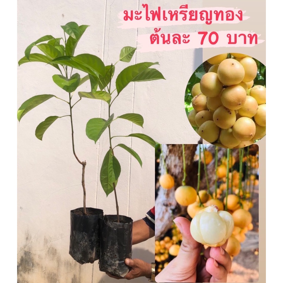 มะไฟพันธุ์เหรียญทอง (1 ต้น) ต้นเสียบยอด สูงประมาณ 35-40 เซน ถ่ายจากสวน แผลเสียบสนิทดีแล้วปลูกได้เลย