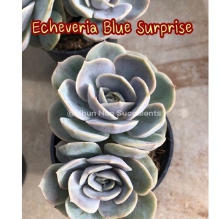 Echeveria Blue Surprise