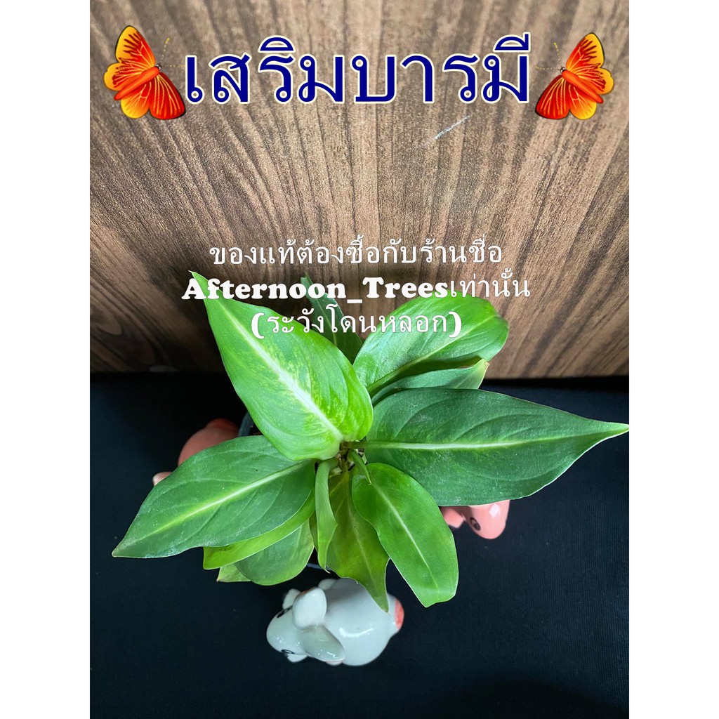 ต้นเสริมบารมี (ไม้ร่ม) 1ต้นก็ส่งค่ะ ส่งพร้อมกระถางขนาด 3 นิ้ว