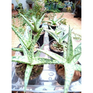 อโล เวร่า ไฮบริดแคระ Aloe Hybrid  6-7cm1ชุด2กระถาง100บาท