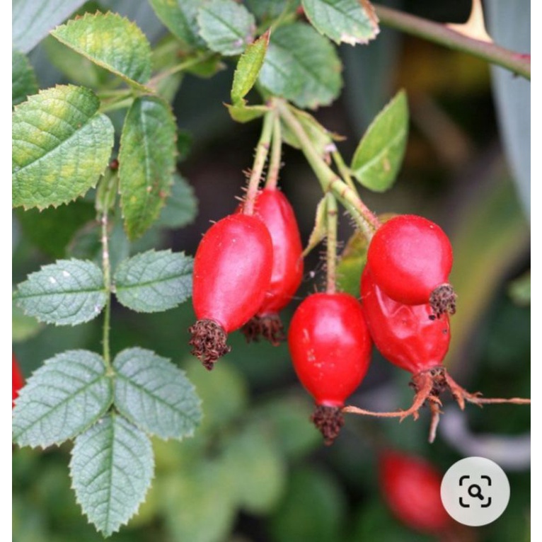 ถูกที่สุดเมล็ดสำหรับเพาะ Rosehip //โรสฮิป 6เมล็ด รูปที่ 6
