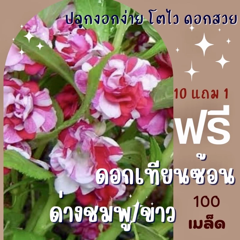 เมล็ดพันธุ์ ดอกเทียนซ้อนด่าง 100 เมล็ด ดอกเทียนด่าง ชมพู/ขาว ✅ราคาถูก🪴ปลูกง่าย ดอกสวยมาก🔥ซื้อ10แถม1 คละได้🔥