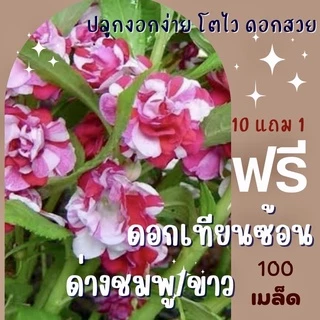 เมล็ดพันธุ์ ดอกเทียนซ้อนด่าง 100 เมล็ด ดอกเทียนด่าง ชมพู/ขาว ✅ราคาถูก🪴ปลูกง่าย ดอกสวยมาก🔥ซื้อ10แถม1 คละได้🔥