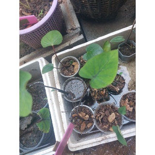 💃💃colocasia coofee cup ราคามิตรภาพ🌾🌾