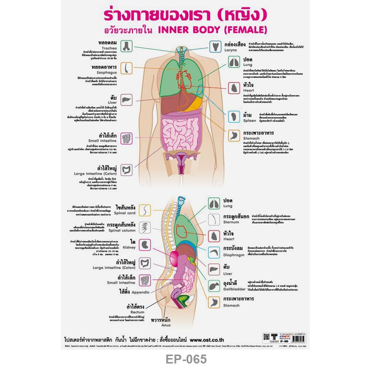 โปสเตอร์ อวัยวะในร่างกายหญิง #EP-065 โปสเตอร์พลาสติก  PP โปสเตอร์สื่อการเรียนการสอน สื่อการเรียนรู้