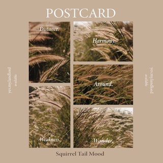 โปสการ์ด | Postcard Squirrel Tail Mood ภาพถ่ายโปสการ์ดมินิมอล วินเทจ โทนน้ำตาลอบอุ่น เกาหลี ต้นหางกระรอก