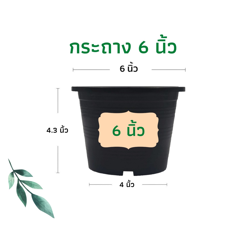 #กระถางต้นไม้ #กระถางพลาสติก #กระถางราคาถูก #กระถางปลูกต้นไม้ #กระถาง6นิ้ว