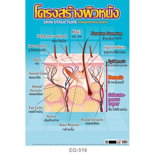 โปสเตอร์กระดาษ โครงสร้างผิวหนัง #EQ-516